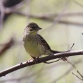 令和6(2024)年3月30日の鳥さん Vol.1　江戸川河川敷で野鳥の観察･撮影 小鳥たちが活発に動き回る!!ノスリも登場!!