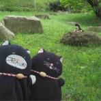 「でぶねこ」クロの一言blog