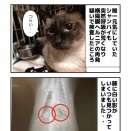 釣り針被害猫たちの予後
