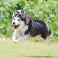 7-13-2b　青木　ライリーちゃん　3歳　南あわじドッグラン・飛行犬撮影所にて