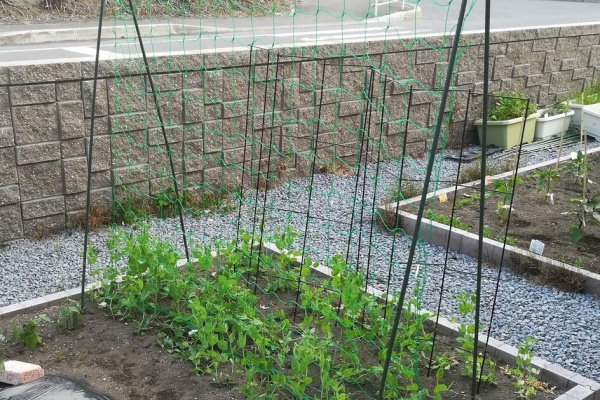 節約ライフを楽しまなきゃ 絹さやエンドウ