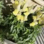 季節を巡るクラシックギターのブログ