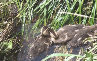『BORG36EDによるカルガモと田奈観望会跡地　2024/07/31』の画像
