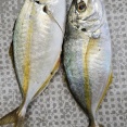 シマアジ