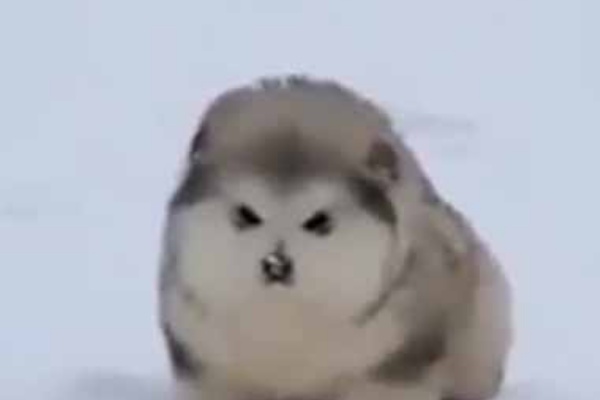 猫の動画 ねこわん アラスカン マラミュート