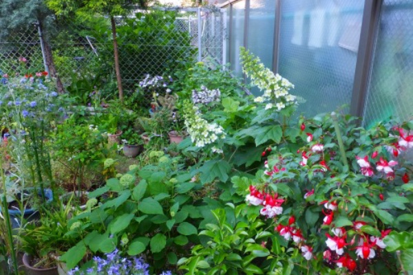 花好きおばあさんの 園芸ボランティア日記 ビスカリア