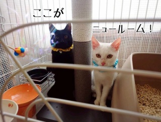 フーガと和珠くんのお届けでした☆今日のあの子