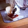 【天才】猫さんが6年間人間を観察して学習した結果、タイマー式で開閉するロック付きエサ箱を自力で開けてしまう！　→　その方法がまさか過ぎるｗｗｗｗｗ
