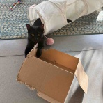 ハワイネコ ブログ