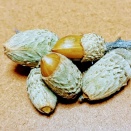 小さな秋と小さな木の実