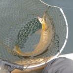 芦ノ湖ヘッポコ釣り日記 3　since 2007