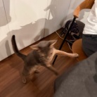 蕗のとうの天ぷらと、まだ温泉湯豆腐食べてる夜ごはん