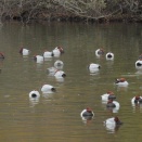 【遠征】都市公園でカモの群れに圧倒される　ﾖｼｶﾞﾓ、ｵｶﾖｼｶﾞﾓ、ﾎｼﾊｼﾞﾛ、ﾋﾄﾞﾘｶﾞﾓ