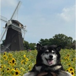 柴犬アトム🌈・黒柴アラレの日々是好日