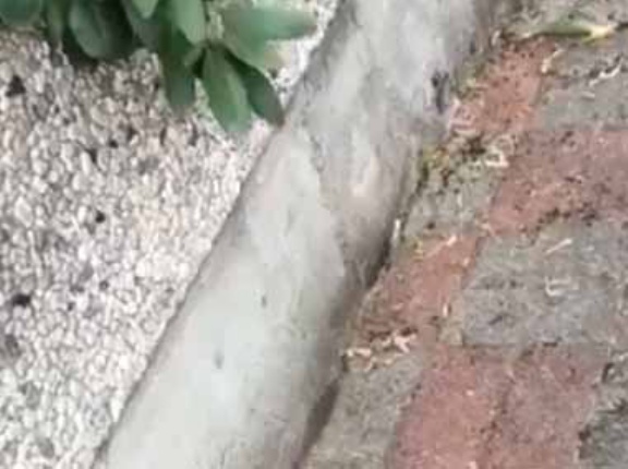 【毛玉列車】 道端を長い何かが動いていた。モフモフのヘビ？ → 違いました…