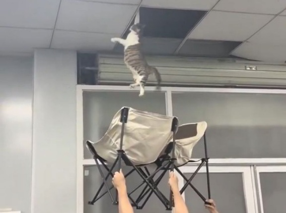 「ああっ、天井裏から猫が落ちそう…」→布地の折りたたみイスをクッションにして救う