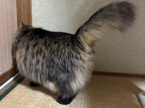 【猫写真】母に会いたいマロちゃん