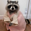 【画像】アライグマにチマチョゴリを着せてみた