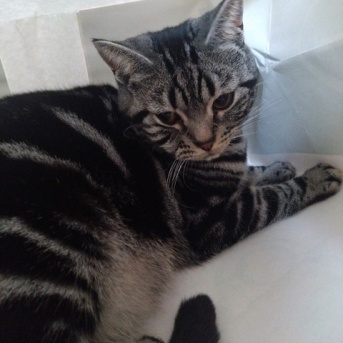 実物のﾈｺﾁｬﾝたちセカンド96