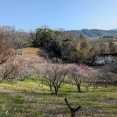 会計雑記　錦織公園　梅を見に行こう