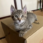 募集猫たち