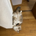 落ちてるだけじゃない夏の猫