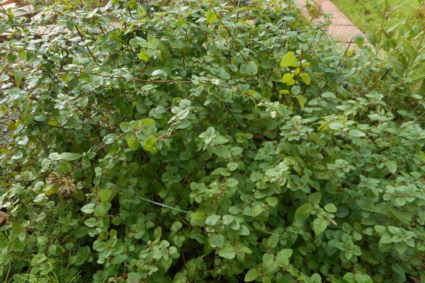 カモミールのじゅうたん フウセンカズラ