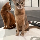 聞き慣れない音にイカ耳の猫たち