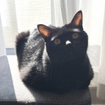 おそらくその平凡こそ幸せ　猫と私と家族の日常