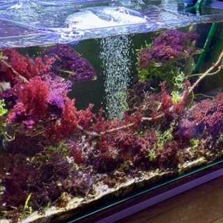 SONOアクアプランツファーム水草･海藻情報局