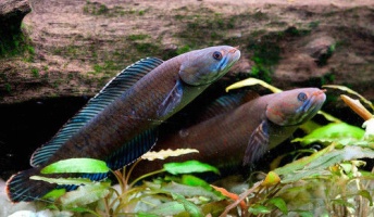 ヒマラヤで211新種発見=「くしゃみ止まらぬ猿」や「歩く魚」など不思議な生物が続々