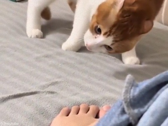 人間の足と対決することにした猫が…すごいポーズで立ち向かう