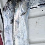 神島観光汽船　釣果(運航)情報