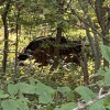 札幌ドーム近くでのクマの目撃情報、木の切り株と見間違えだった