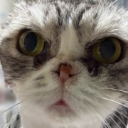 ケイの通院後の変化とななの血液検査の結果