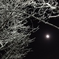 枝雪に月
