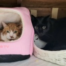 🐈‍⬛クロスケと新くん🐈️