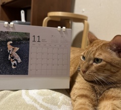 2027年カレンダーと猫雑貨を販売します🐈 
