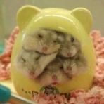 pipipipiperthのblog