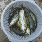 tabe's Fishing blog