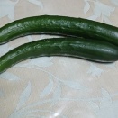 キュウリ・シュウメイギク