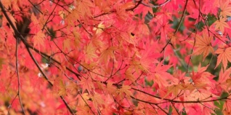 義弟一家が強引に押し掛けてきて、玄関で入れろ入れないの押し問答。→1時間経過。寒空の下、義弟子が体調を崩しだした。→親失格と義両親がご立腹