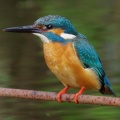 カワセミ（ちょっとだけ近くで撮影）