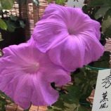 �ء�ī�Τ�������8��1���˸��Ļ����Į��������Ӥ����ۤ��줿�֤Ȥ��Ĳ�����פ˽��ڤ�ʤ��ä��á��ºݤλ�ΰ��̼������ΤϤ����ή���Ÿ�����ޤ������٤β���