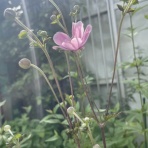 大洋グリーンブログ