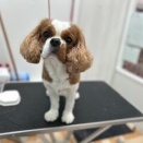 トリミングのお客様