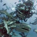 1.4 南房総伊戸3ボートダイビング！