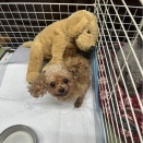 シェルター物語りです🩷