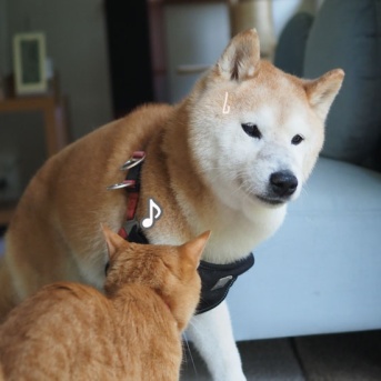暖簾？