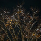 ハクセキレイのねぐら入り